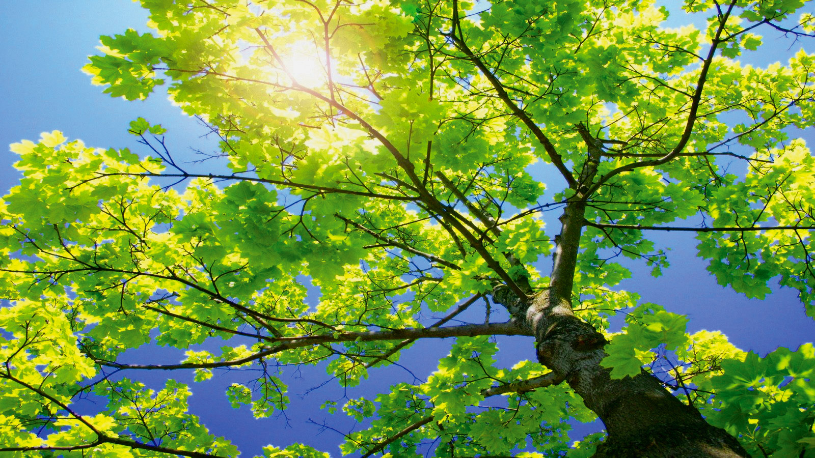 sunny-green-tree